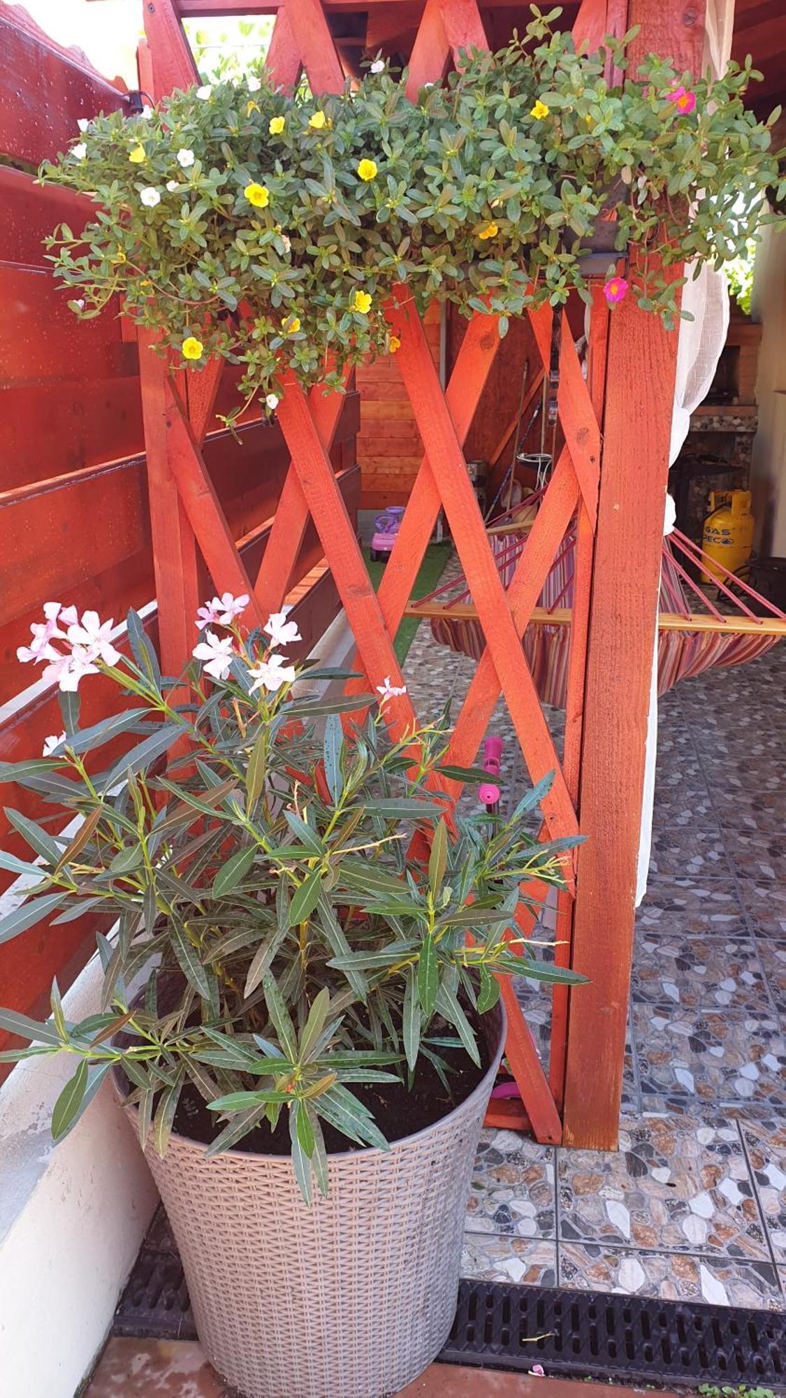 Hotel Ingrid Mangalia Habitación foto